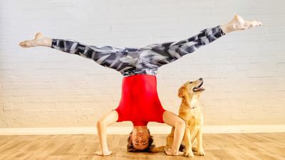 Alan Committie to Emcee DANCERS LOVE DOGS at Artscape