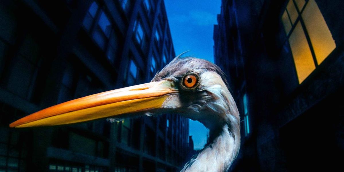 Antony Szmierek Releases Sophomore Album DECODING BIRDSONG