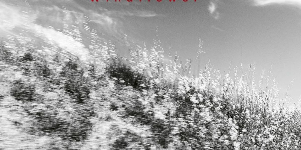 Ayumi Tanaka, Thomas Morgan & Thomas Strønen Release 'Windflower' on ECM