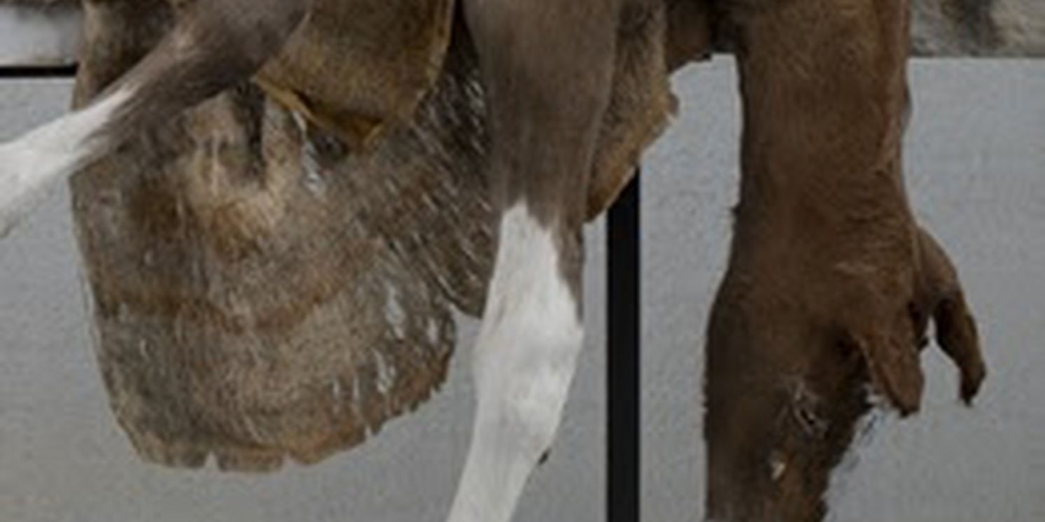 BERLINDE DE BRUYCKERE Comes to Bozar in 2025  Image