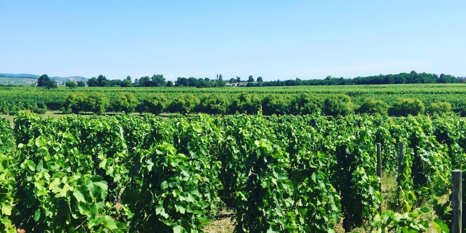 BORDEAUX WINES for Holiday Sips, Gifting and Much More  Image