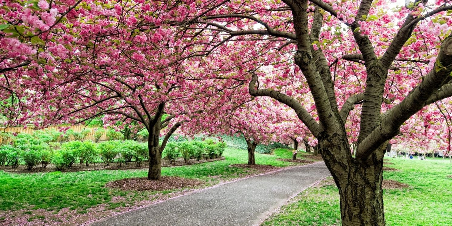 Brooklyn Botanic Garden's CHERRYWATCH Kicks Off A Season Of Spring Blooms  Image