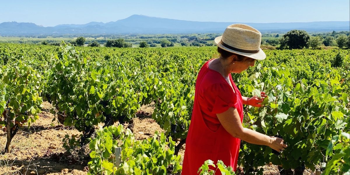 Côtes du Rhône-Get to Know the Region, Grapes and their Wines