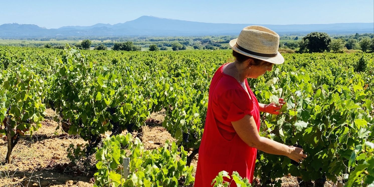 Côtes du Rhône-Get to Know the Region, Grapes and their Wines  Image