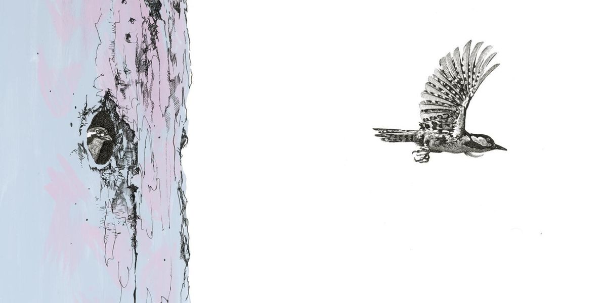 Catalina Museum for Art & History to Present Sarah Kaizar: RARE AIR