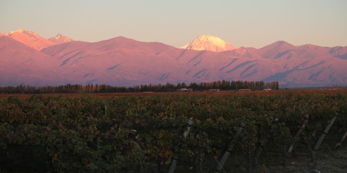 DOMAINE BOUSQUET for Superb Cabernet Wines