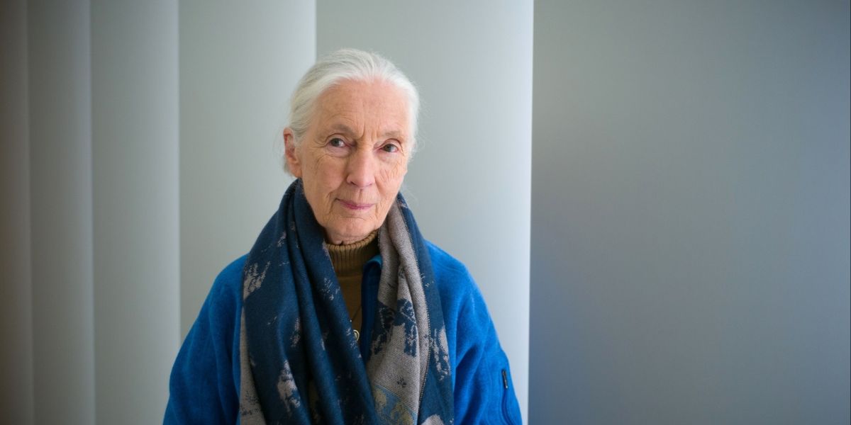 Dr. Jane Goodall Comes to the Kings Theatre Next Month