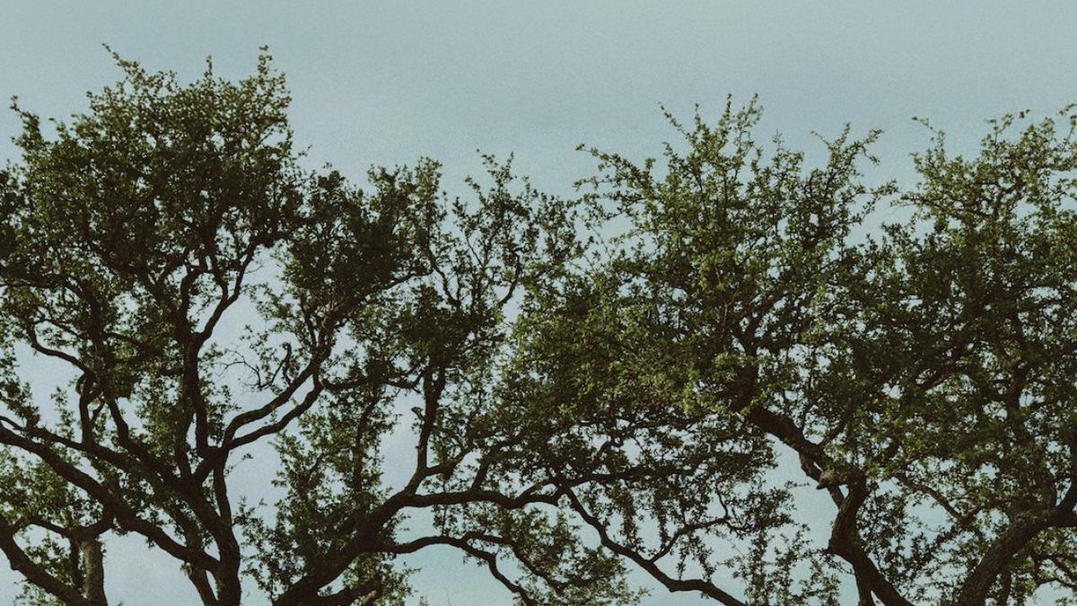 Dylan Gossett Releases RAMBLIN' Album, Kicks Off Tour in Nashville