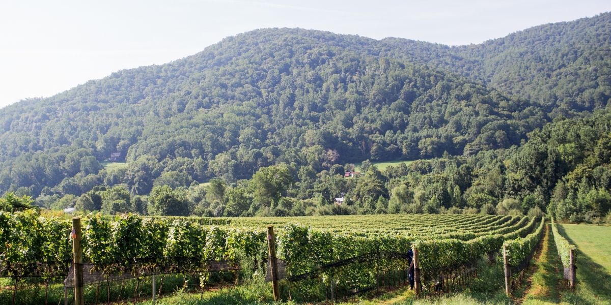 EARLY MOUNTAIN'S QUAKER RUN VINEYARD in Virginia-Exceptional Holiday Wines