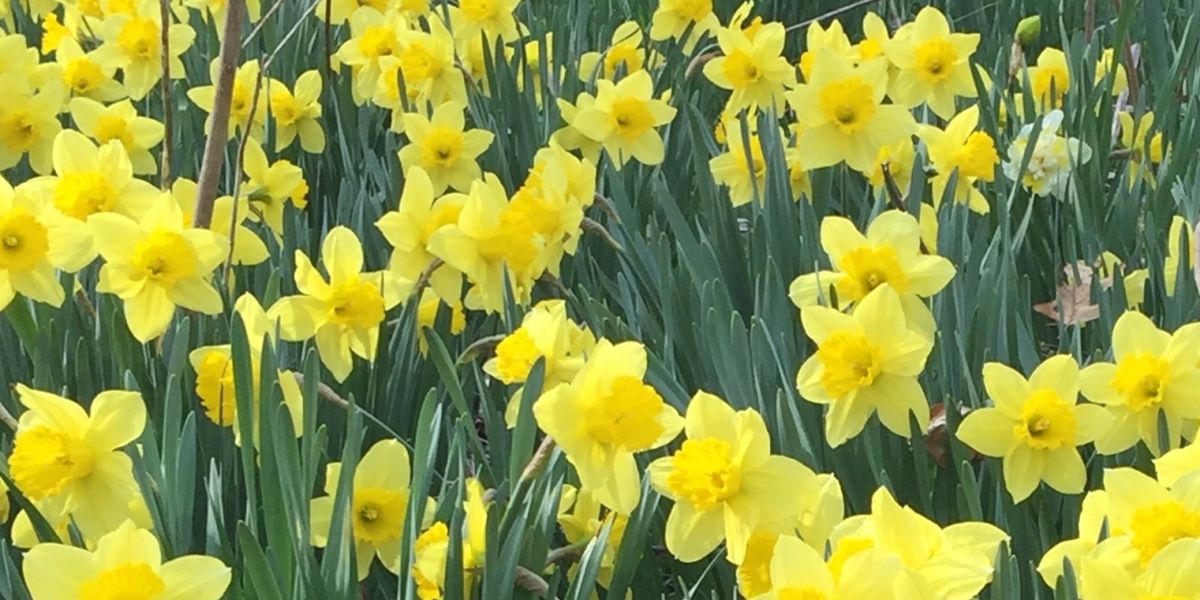 EASTER DINING-Get Your Reservations for Sunday's Wonderful Meal