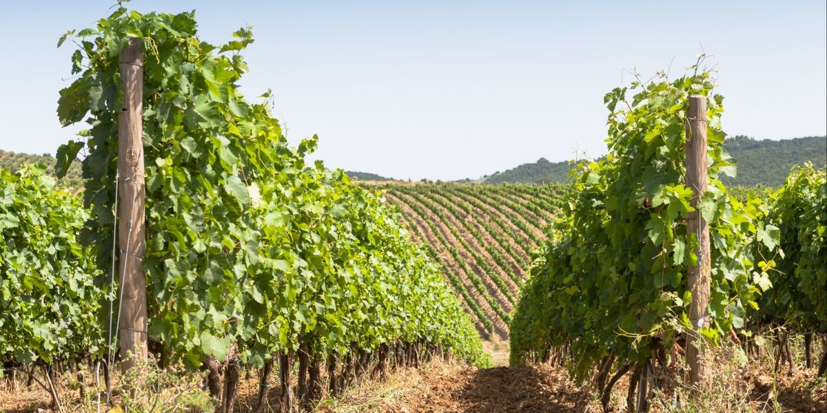 Explore Tenuta Ammiraglia Estate Wines from Frescobaldi