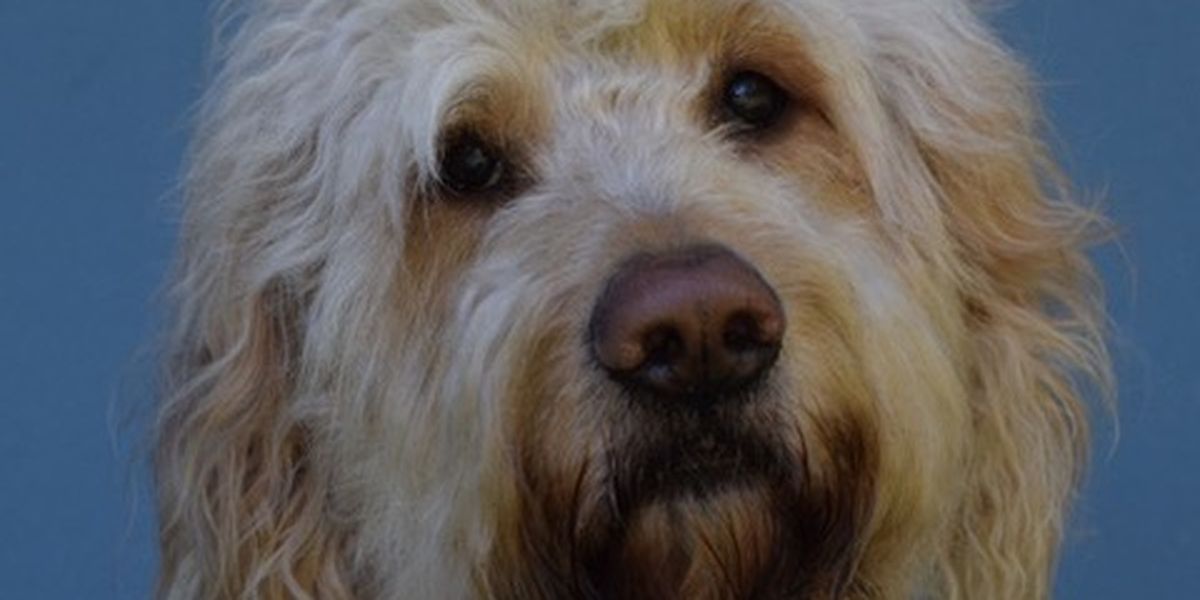 Franklin Performing Arts Company To Present ANNIE This Month