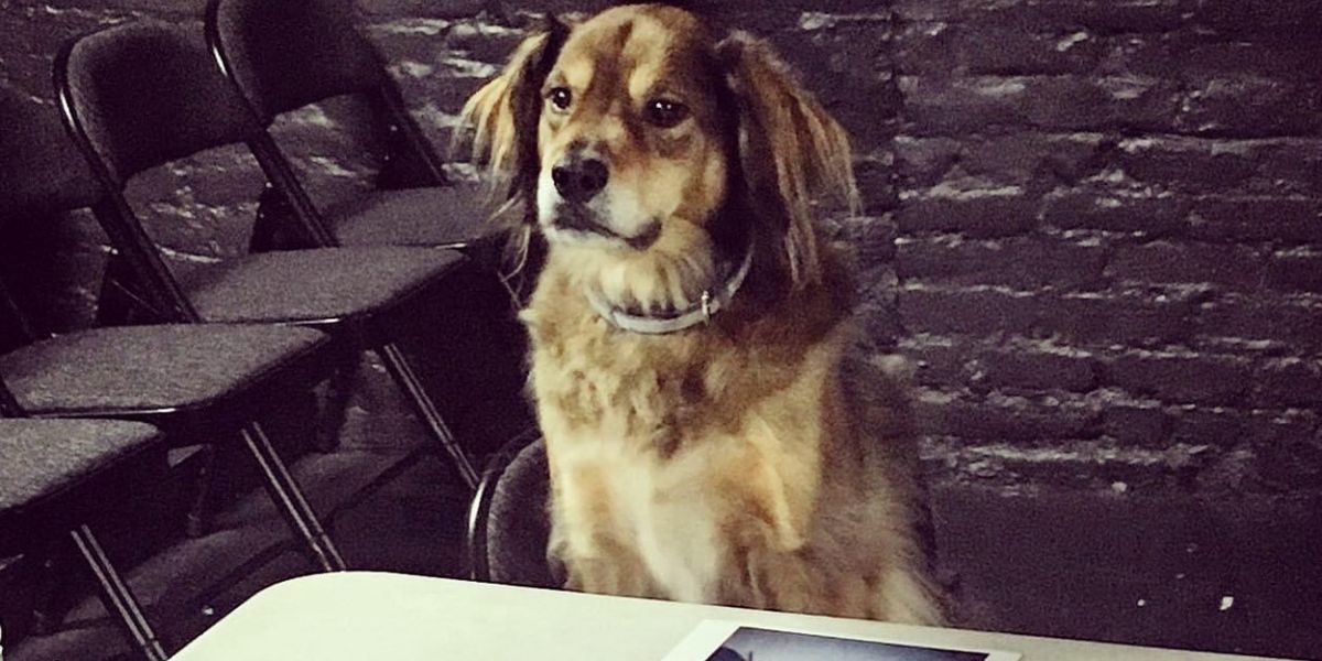 FUREVER HOME THE MUSICAL to Present Bring Your Dog To The Theatre Day 