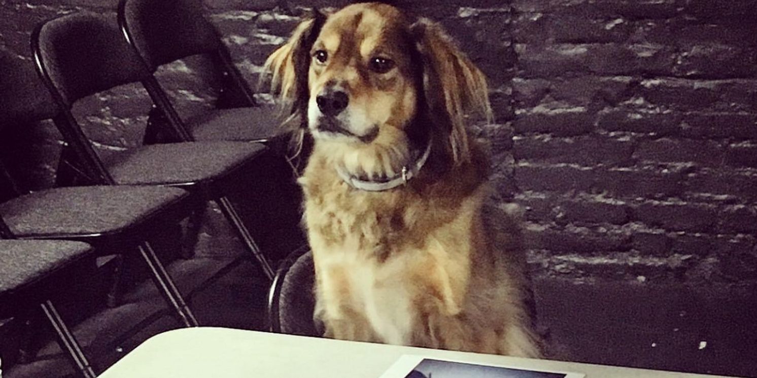 FUREVER HOME THE MUSICAL to Present Bring Your Dog To The Theatre Day   Image