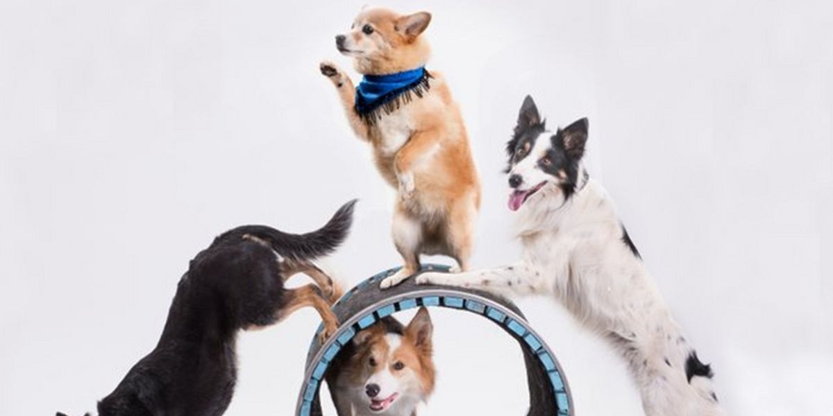 Family Friendly Canine Cabaret Variety Show to be Presented At Bucks County Playhouse