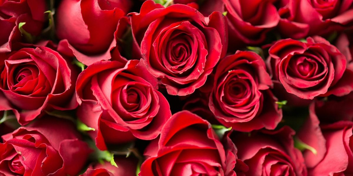 9 Cabaret Shows and Concerts to Celebrate Valentine’s Day 2025