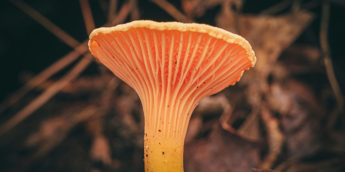 Feature: Celebrate Earth Day with Award-Wining Fantastic Fungi Film and Q&A with Director
