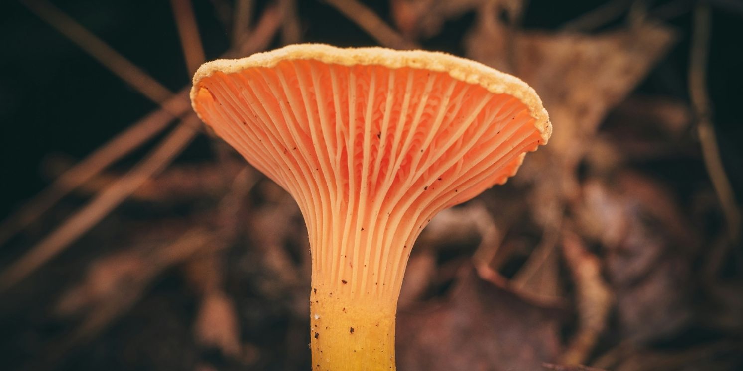 Feature: Celebrate Earth Day with Award-Wining Fantastic Fungi Film and Q&A with Director  Image