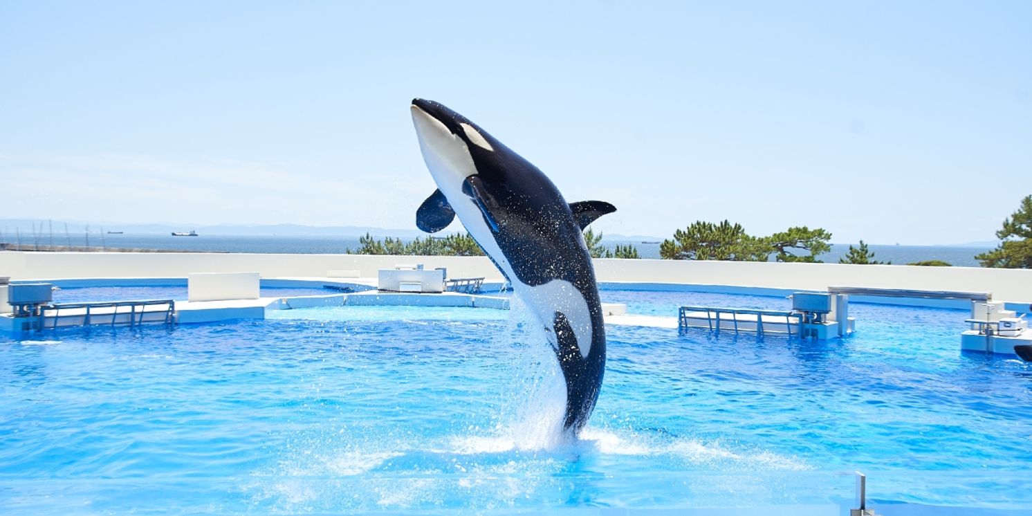 FEATURE: OPENED JUNE 1ST! DIVE INTO THE WONDERS OF KOBE SUMA SEA WORLD  Image