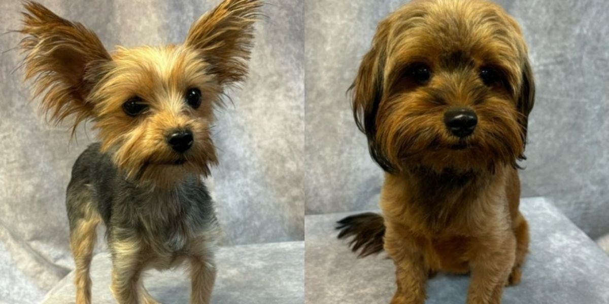GYPSY Casts Rescue Dogs in the Role of 'Chowsie'