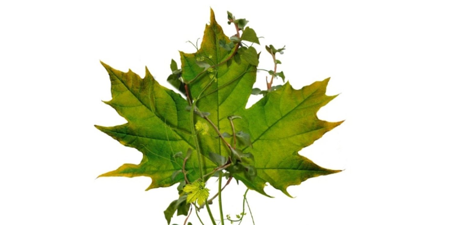 Pop Star Gavin DeGraw Comes To The District This May  Image