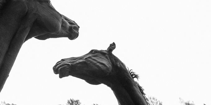 HFH Productions to Debut FOAL by Titas Halder at Finborough Theatre Photos