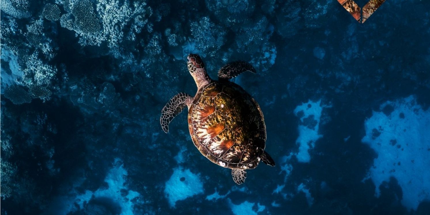 Habitatt Release 3-Track 'See' EP  Image