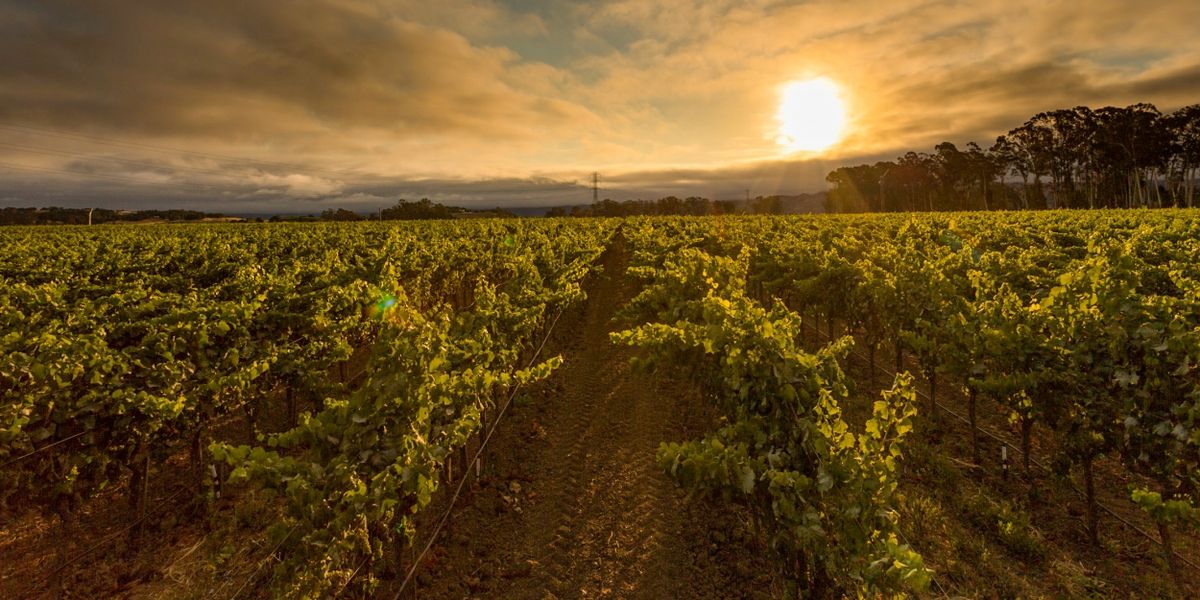 Two Delightful Wines for Holiday Cheer