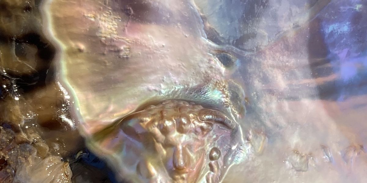 Jenny Kendler's OTHER OF PEARL Opens This June At Governors Island's Historic Fort Jay