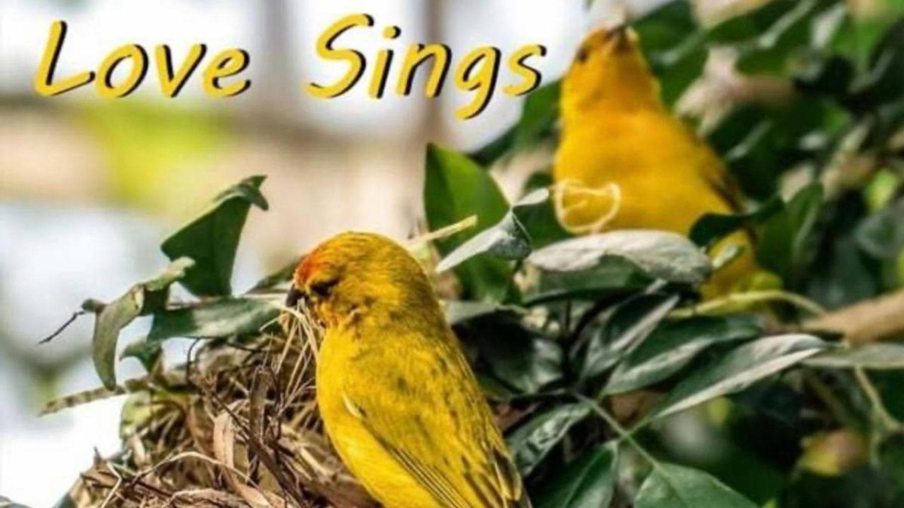 Joan Watson-Jones Releases Fifth Album, LOVE SINGS