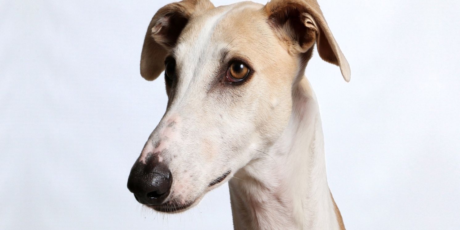 KRANKE HUNDE Premieres at Theater Basel this Month  Image