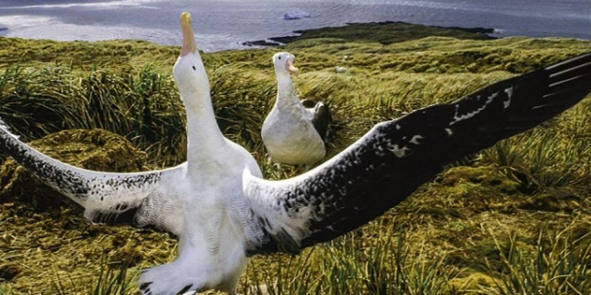 Kauffman Center Will Present BAY OF LIFE: FROM WIND TO WHALES Talk