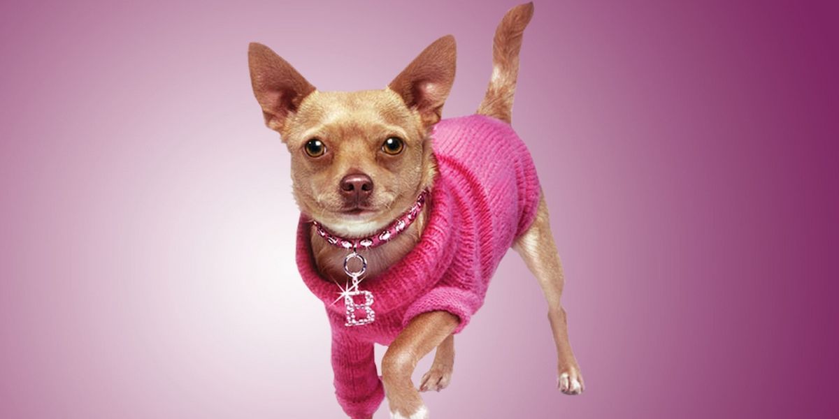 LEGALLY BLONDE THE MUSICAL Comes to Lone Star College-CyFair Next Month