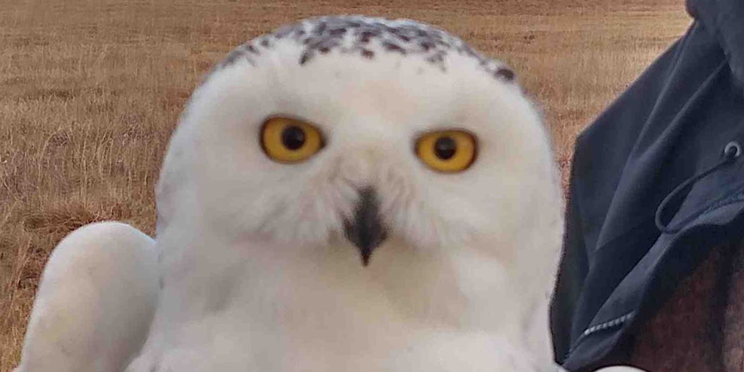 LITERARY IN THE LOUNGE Presents MacArthur Fellow, Ecologist, and Author Carl Safina, October 29  Image