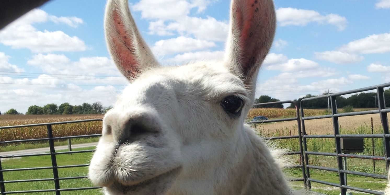 LLOUIE THE LLAMA Comes to the Lilly Theater at the Children's Museum of Indianapolis  Image