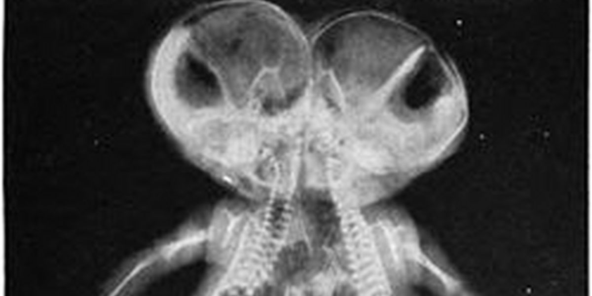 Madison's Fargo WOMB to be Presented at The Rat