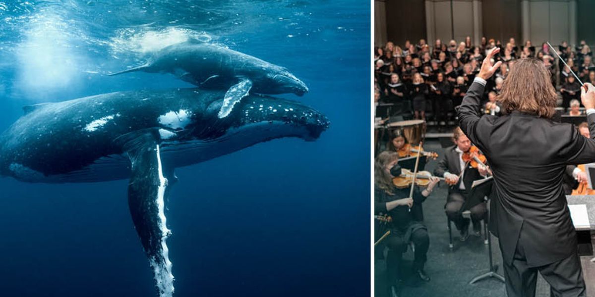 Midland Symphony Orchestra and Windows On Our World to Open Single Tickets