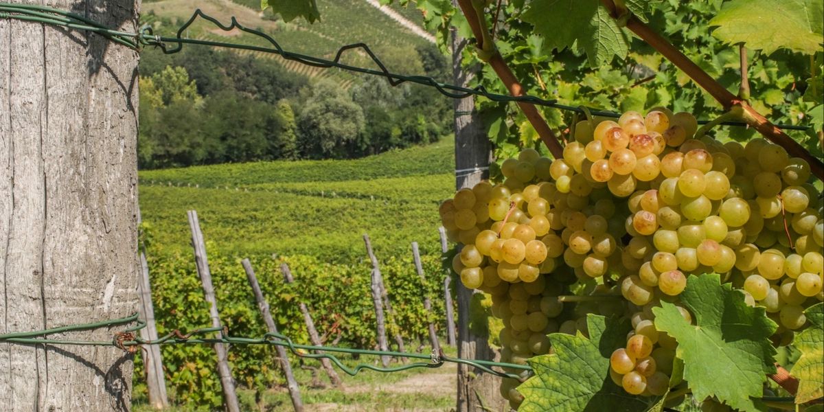 Moms Love Wine! Discover Asti DOCG and San Felice Wines