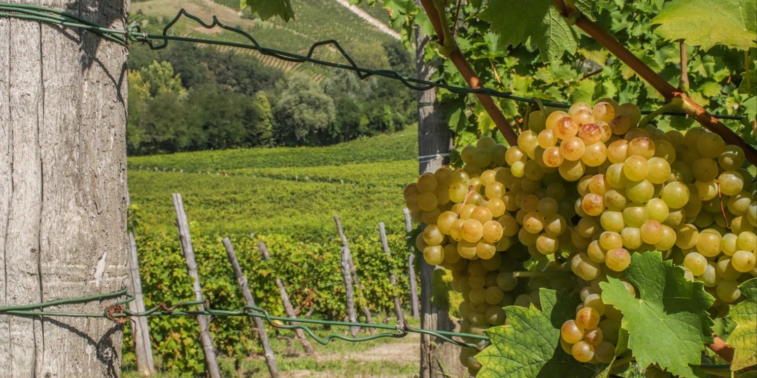Moms Love Wine! Discover Asti DOCG and San Felice Wines  Image
