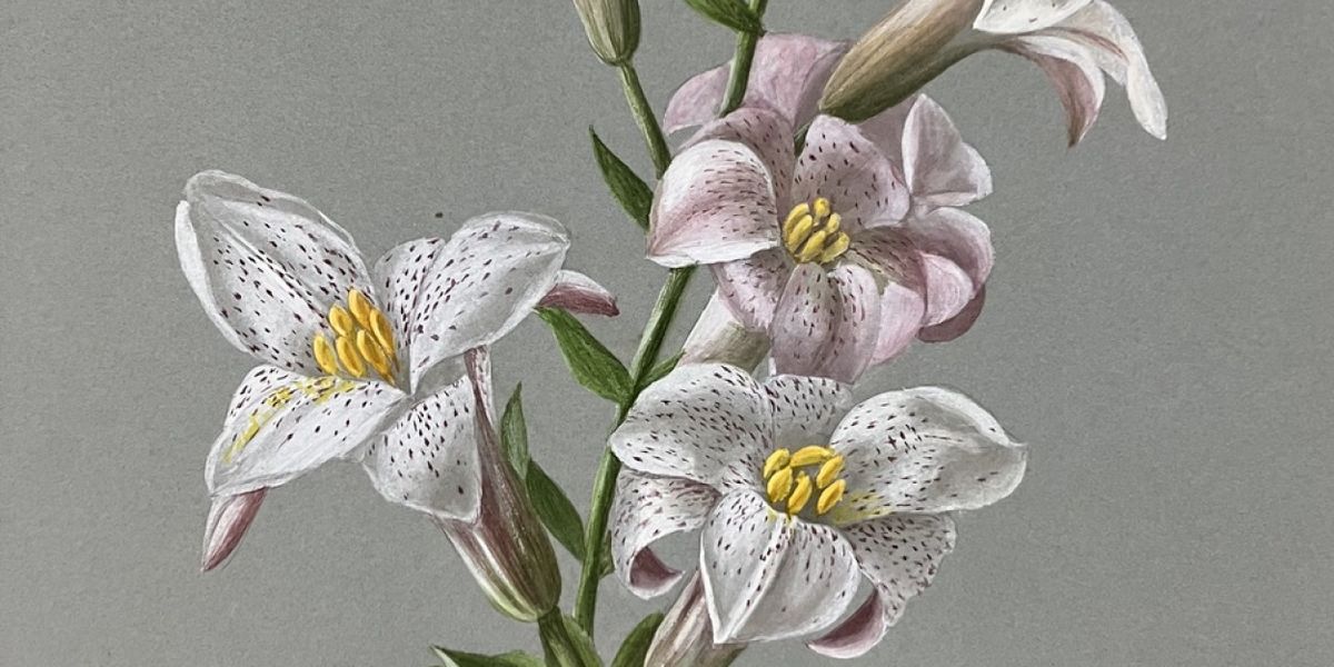 Napa Valley Museum Yountville Announces New Exhibition SOPHIE ALSTROM MITCHELL: WILDFLOWERS OF THE NAPA VALLEY