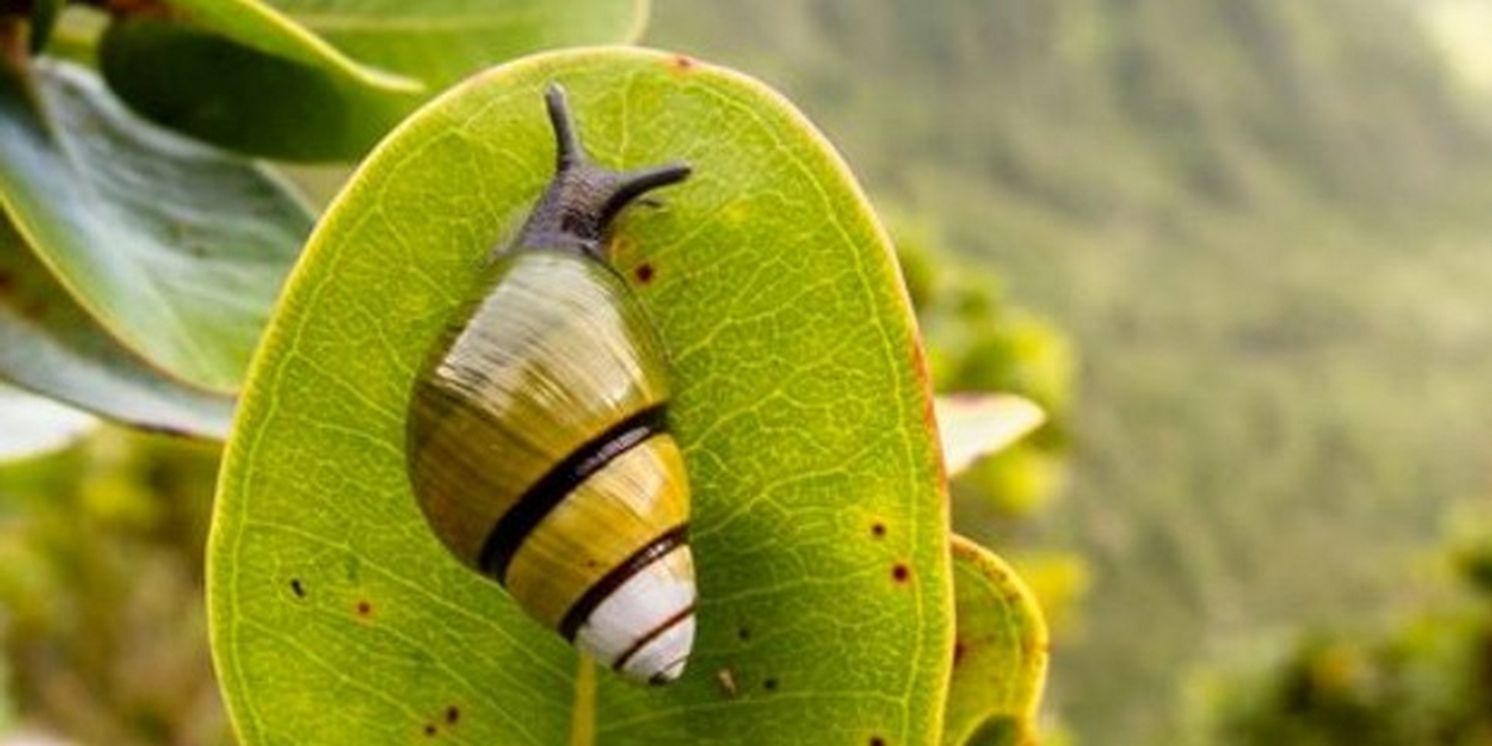 New Plays For Young Audiences to Present WHORLED AWAY  Image