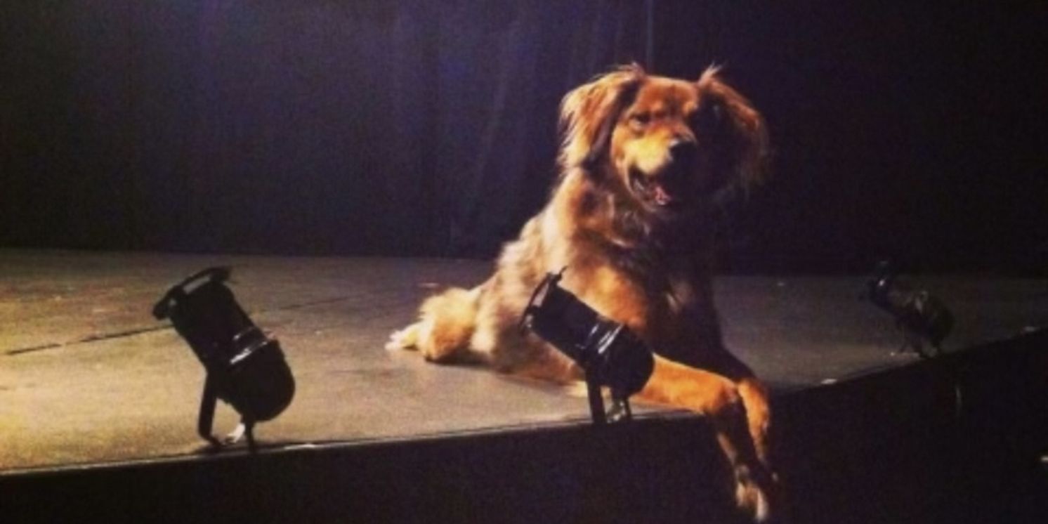 FUREVER HOME THE MUSICAL to Debut Off-Broadway at the Players Theatre This Fall  Image