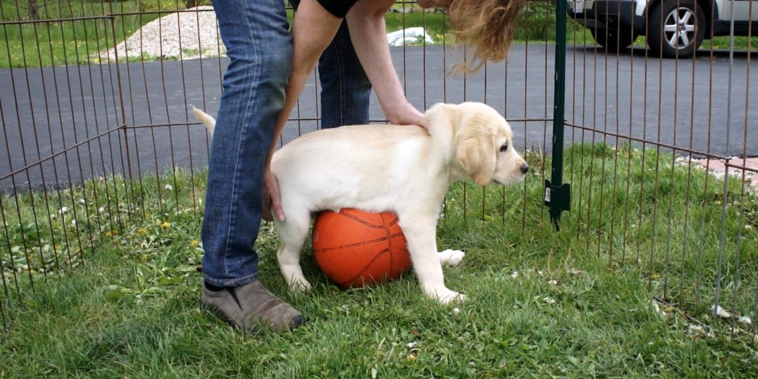 PUPPY LOVE Documentary To Screen At The Park Theatre In August  Image