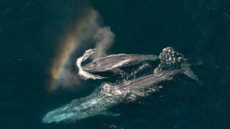 Photos: EXPEDITION: SAVING OUR SEAS to Premiere on National Geographic Photo