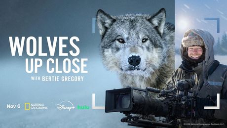 Photos: WOLVES UP CLOSE WITH BERTIE GREGORY to Premiere on National Geographic Photo