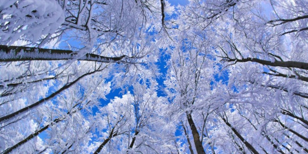 Previews: Winter Shows Coming Up in Dayton