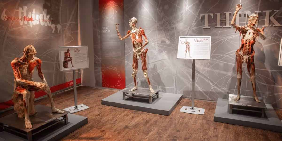 REAL BODIES Renews With Horseshoe Las Vegas For Another Five Years