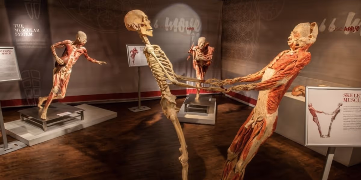 REAL BODIES: THE EXHIBITION to Open at Horseshoe Las Vegas