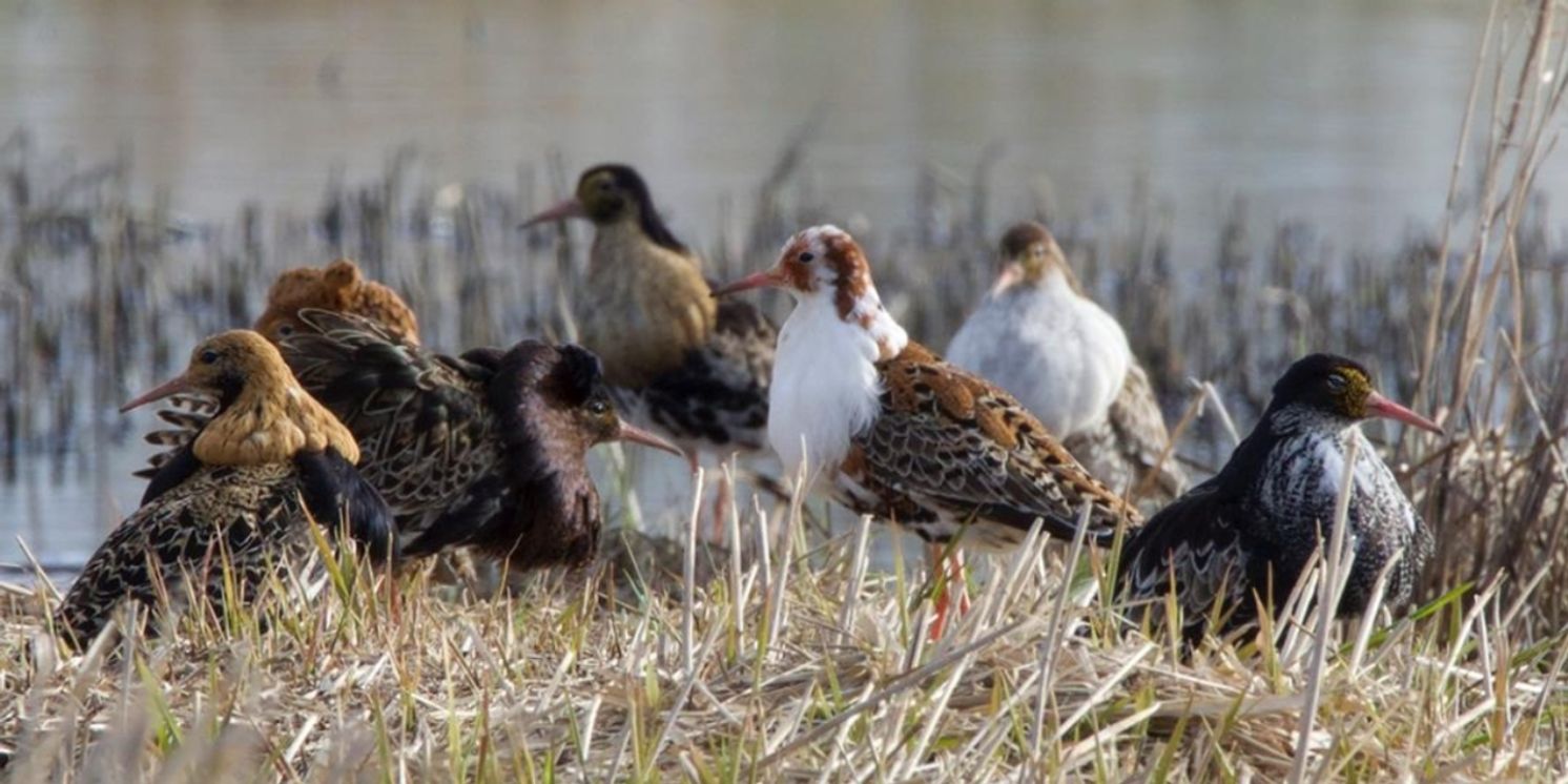 Review: Ruff Knowledge by Camille Auer at Kanneltalo  Image