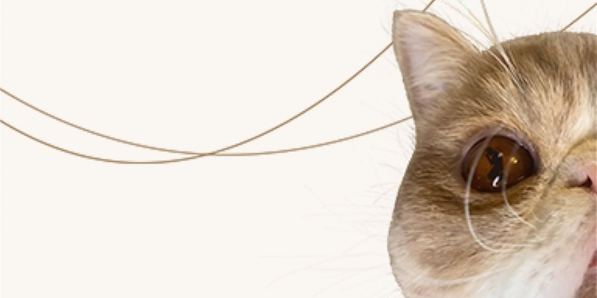 Review: MY CAT NAMED LUCY at Capital Fringe Festival